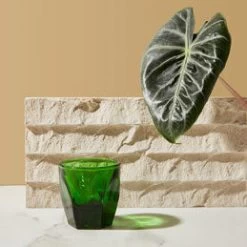 Vero Cortado Glass (4.25oz) - Emerald 12 Vero Cortado Glass (4.25oz) - Emerald -Barista Gear Shop vero cort emer life